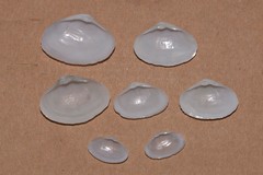 Mactrotoma antecedens