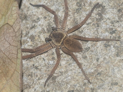 Heteropoda martinae