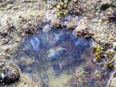 Asterocarpa coerulea