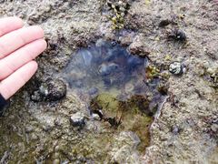 Asterocarpa coerulea