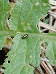 Phyllotreta undulata