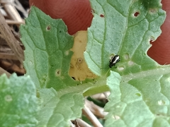 Phyllotreta undulata