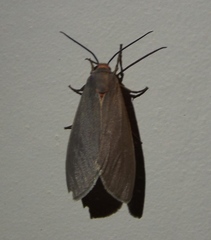 Pygarctia murina