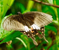 Papilio polytes