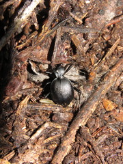 Scaphinotus punctatus