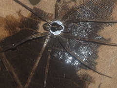 Dolomedes mizhoanus