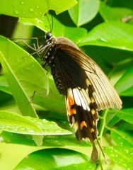 Papilio polytes