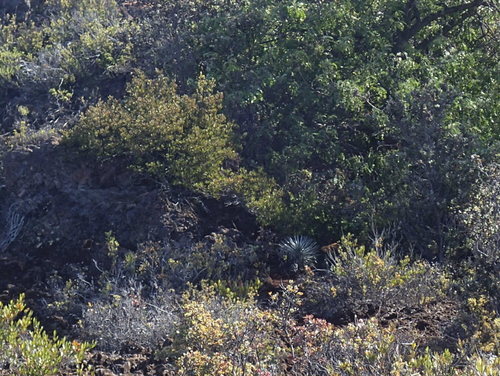 Argyroxiphium kauense, photograph 4