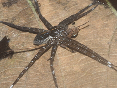 Dolomedes mizhoanus
