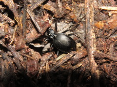 Scaphinotus punctatus