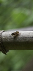 Dolichovespula arenaria