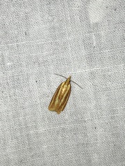 Sparganothis tristriata