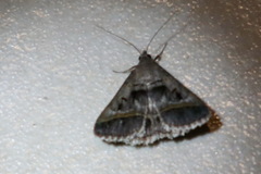 Acantholipes trajecta