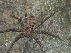Heteropoda tetrica