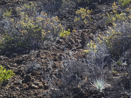 Argyroxiphium kauense, photograph 3