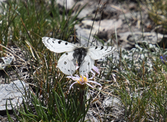 Parnassius behrii