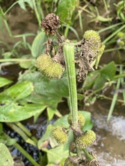 Sagittaria australis
