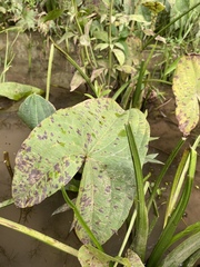 Sagittaria australis