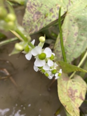 Sagittaria australis
