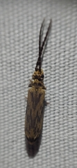 Tenomerga cinerea