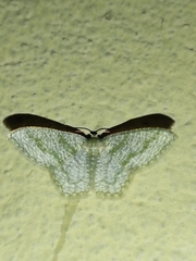 Chloropteryx