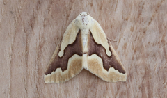 Sabulodes edwardsata