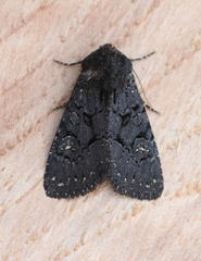 Apamea impulsa
