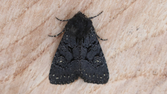 Apamea impulsa