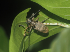 Epepeotes luscus