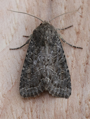 Apamea devastator