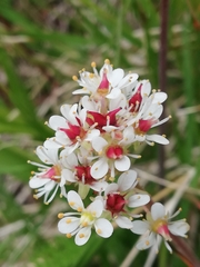 Micranthes nelsoniana