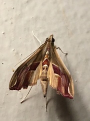 Agathodes monstralis