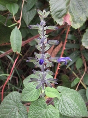 Salvia amethystina