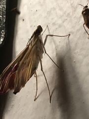 Agathodes monstralis