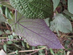 Salvia amethystina