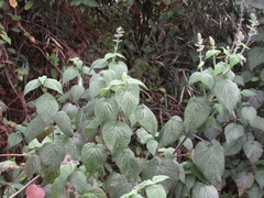 Salvia amethystina