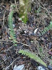 Blechnum hastatum
