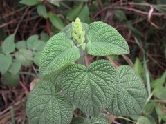 Salvia amethystina