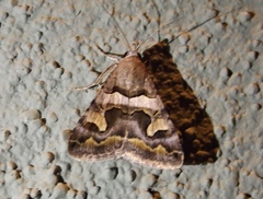 Bulia similaris