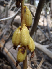 Corallorhiza striata