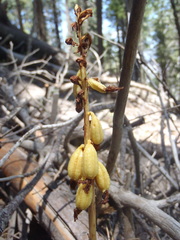 Corallorhiza striata