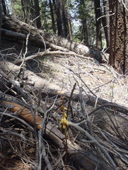 Corallorhiza striata