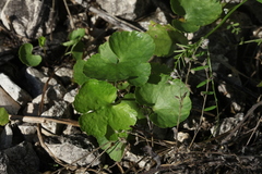Ranunculus fallax