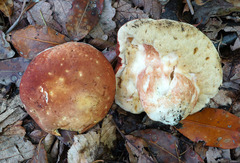 Xanthoconium purpureum