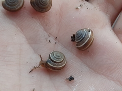 Praticolella griseola