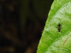 Stictoponera bicolor