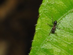 Stictoponera bicolor