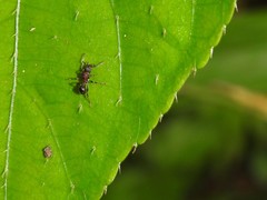 Stictoponera bicolor