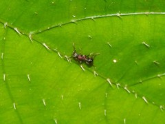 Stictoponera bicolor