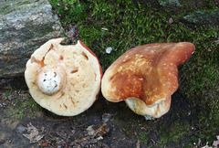 Xanthoconium purpureum